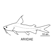 Line drawing of ariidae