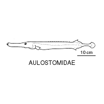 Line drawing of aulostomidae