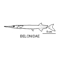 Line drawing of belonidae