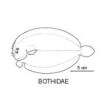 Line drawing of bothidae