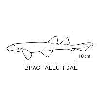 Line drawing of brachaeluridae