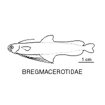 Line drawing of bregmacerotidae