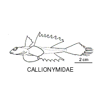 Line drawing of callionymidae