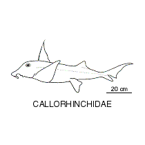 Line drawing of callorhinchidae