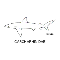 Line drawing of carcharhinidae