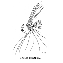 Line drawing of caulophrynidae
