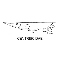 Line drawing of centriscidae