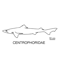 Line drawing of centrophoridae