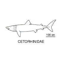 Line drawing of cetorhinidae