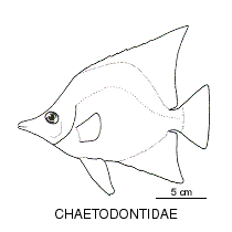 Line drawing of chaetodontidae