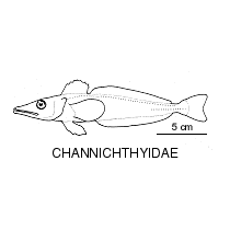 Line drawing of channichthyidae