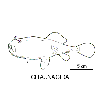 Line drawing of chaunacidae