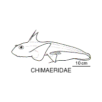 Line drawing of chimaeridae