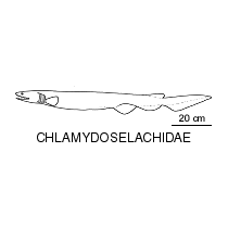 Line drawing of chlamydoselachidae