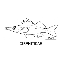 Line drawing of cirrhitidae