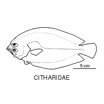 Line drawing of citharidae