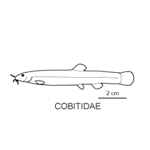 Line drawing of cobitidae