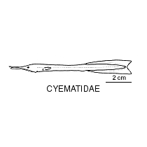Line drawing of cyematidae