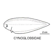 Line drawing of cynoglossidae