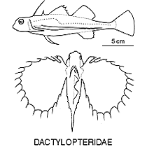 Line drawing of dactylopteridae