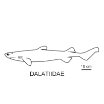 Line drawing of dalatiidae