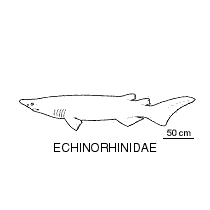 Line drawing of echinorhinidae