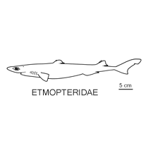 Line drawing of etmopteridae