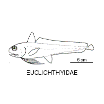 Line drawing of euclichthyidae