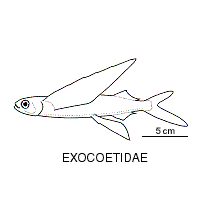 Line drawing of exocoetidae
