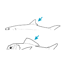 single dorsal fin of short to medium length