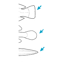 caudal fin truncate to rounded, or pointed