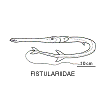 Line drawing of fistulariidae