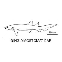 Line drawing of ginglymostomatidae