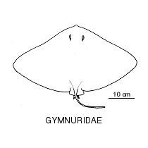 Line drawing of gymnuridae