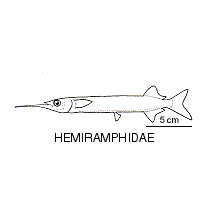 Line drawing of hemiramphidae