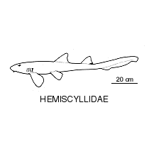 Line drawing of hemiscylliidae