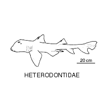 Line drawing of heterodontidae