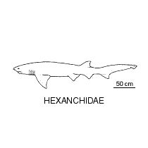 Line drawing of hexanchidae