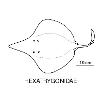 Line drawing of hexatrygonidae