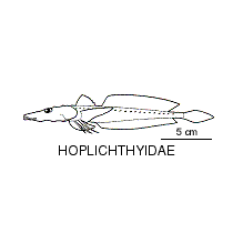 Line drawing of hoplichthyidae