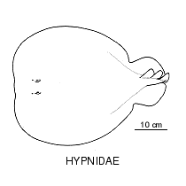 Line drawing of hypnidae