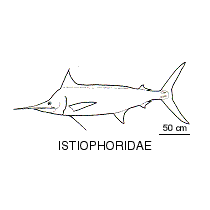 Line drawing of istiophoridae