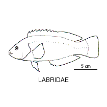 identify fish
