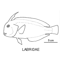 identify fish