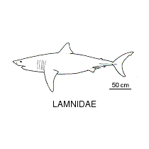 Line drawing of lamnidae