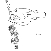 Line drawing of linophrynidae