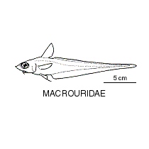 Line drawing of macrouridae