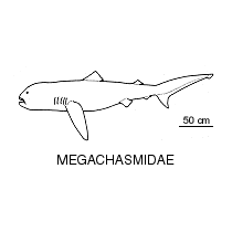 Line drawing of megachasmidae