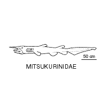 Line drawing of mitsukurinidae