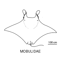 Line drawing of mobulidae